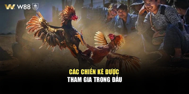 Các chiến kê được tham gia trong đấu