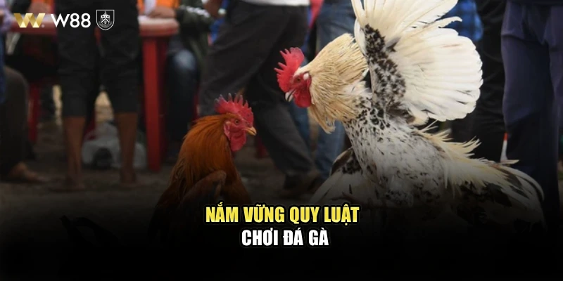 Nắm vững quy luật chơi đá gà