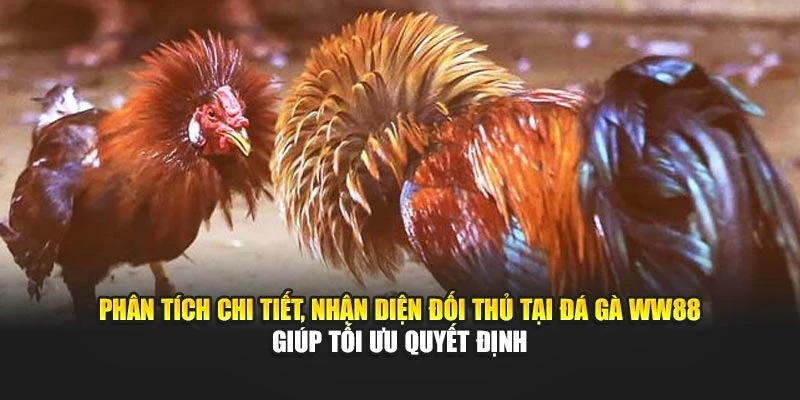 Phân tích chi tiết, nhận diện đối thủ tại đá gà WW88 giúp tối ưu quyết định